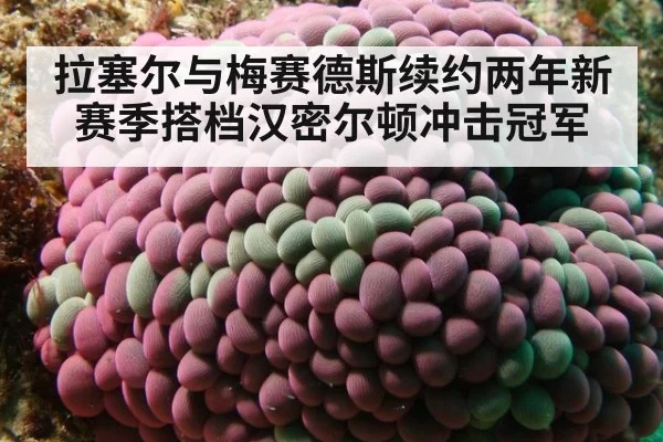 拉塞尔与梅赛德斯续约两年新赛季搭档汉密尔顿冲击冠军